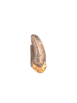 Theropod Tooth from the Mid Jurassic, Madagascar