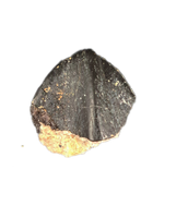 Haplocanthosaurus Tooth, Morrison Formation