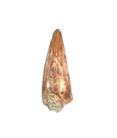 Crocodile Tooth, El Mers Formation