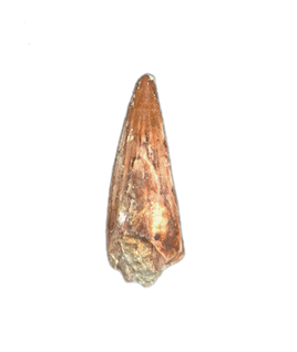 Crocodile Tooth, El Mers Formation