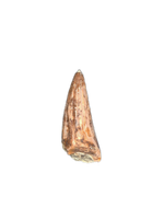 Crocodile Tooth, El Mers Formation