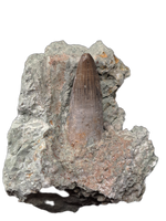 Rooted Crocodile Tooth, El Mers Formation