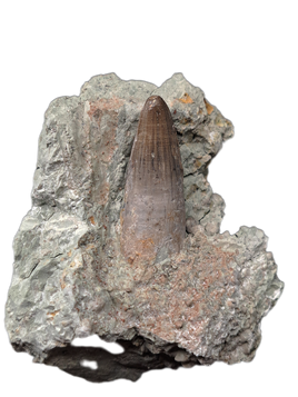 Rooted Crocodile Tooth, El Mers Formation