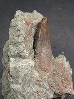 Rooted Crocodile Tooth, El Mers Formation