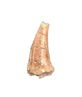 Theropod Dinosaur Tooth, El Mers Formation