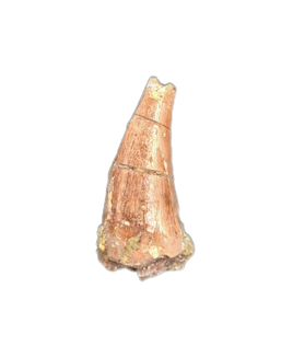 Theropod Dinosaur Tooth, El Mers Formation