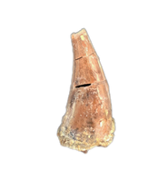 Theropod Dinosaur Tooth, El Mers Formation