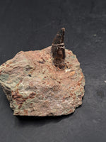 Theropod Dinosaur Tooth, El Mers Formation