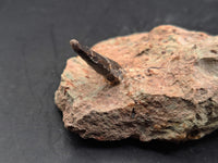 Theropod Dinosaur Tooth, El Mers Formation