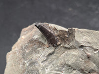 Theropod Dinosaur Tooth, El Mers Formation