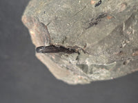 Theropod Dinosaur Tooth, El Mers Formation