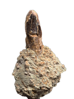 Sauropod Dinosaur Tooth, El Mers Formation