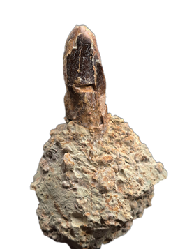 Sauropod Dinosaur Tooth, El Mers Formation