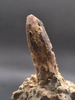 Sauropod Dinosaur Tooth, El Mers Formation