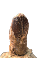 Sauropod Dinosaur Tooth, El Mers Formation