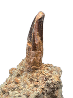 Sauropod Dinosaur Tooth, El Mers Formation