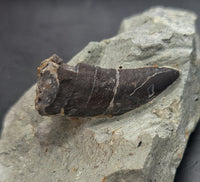 Theropod Dinosaur Tooth, El Mers Formation