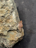 Spicomellus (Ankylosaur) Dinosaur Tooth, El Mers Formation