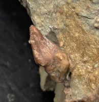 Spicomellus (Ankylosaur) Dinosaur Tooth, El Mers Formation