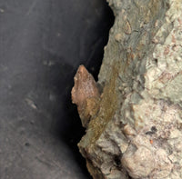 Spicomellus (Ankylosaur) Dinosaur Tooth, El Mers Formation