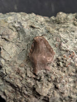 Spicomellus (Ankylosaur) Tooth, El Mers Formation