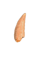 Abelisaur tooth from the Kem Kem Beds of Morocco