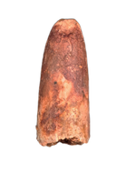 Sauropod Tooth from Morocco (Kem Kem)