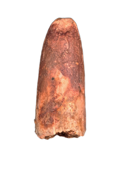Sauropod Tooth from Morocco (Kem Kem)