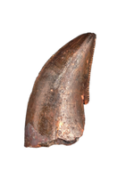 Carcharodontosaurus Tooth