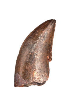 Carcharodontosaurus Tooth