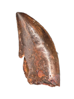 Carcharodontosaurus Tooth