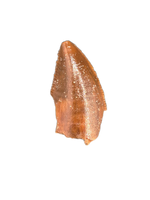 Majungasaurus Tooth