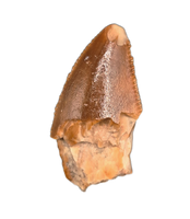 Majungasaurus Tooth