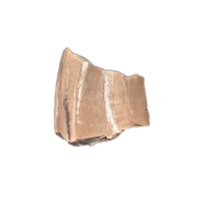 Allosaurus Tooth Fragment, Morrison Formation