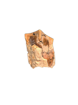 Ceratopsian Tooth, Laramie Formation, Colorado