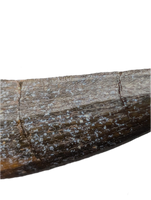 Suchomimus Tooth with Visible Serrations