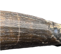 Suchomimus Tooth with Visible Serrations