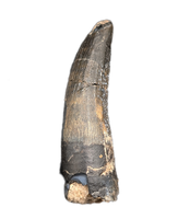 Suchomimus Tooth with Visible Serrations