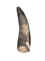 Suchomimus Tooth with Visible Serrations