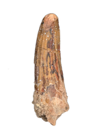 Suchomimus Tooth with Visible Serrations