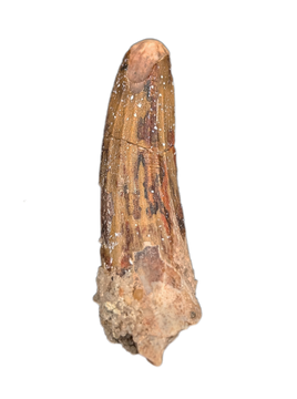 Suchomimus Tooth with Visible Serrations