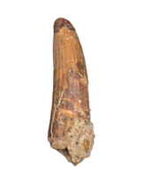 Suchomimus Tooth with Visible Serrations