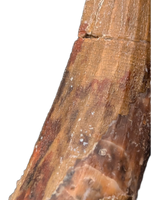 Suchomimus Tooth with Visible Serrations