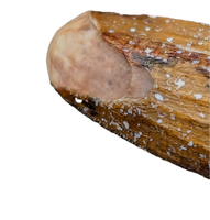 Suchomimus Tooth with Visible Serrations