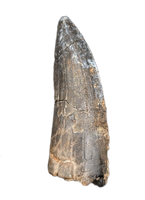 Suchomimus Tooth with Visible Serrations