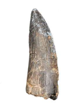 Suchomimus Tooth with Visible Serrations