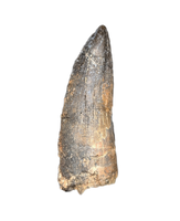 Suchomimus Tooth with Visible Serrations