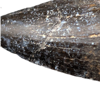 Suchomimus Tooth with Visible Serrations