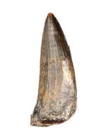 Suchomimus Tooth with Visible Serrations