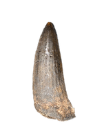 Suchomimus Tooth with Visible Serrations